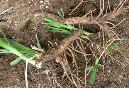 知母的性味归经功效作用,知母在历代本草的记载作用