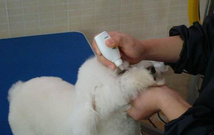 比熊犬的泪痕如何解决,比熊犬有泪痕有什么小技巧解决吗