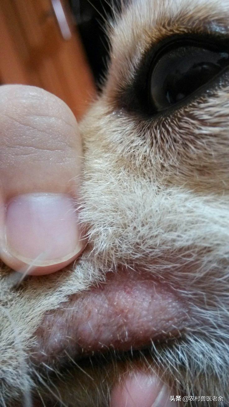 宠物猫狗皮肤病瘙痒寝食难安，主人难受着急，诊断准确才是关键！