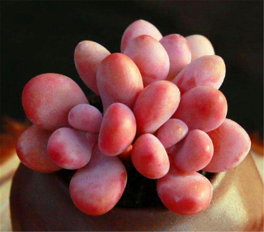 桃蛋叶片黑腐的原因是什么,桃蛋叶片化水怎么处理