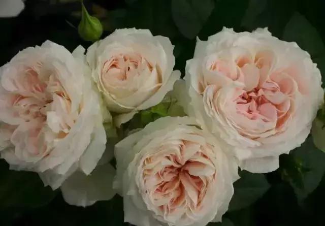 100种玫瑰的名字和图片,100种玫瑰品种科普你都认识吗