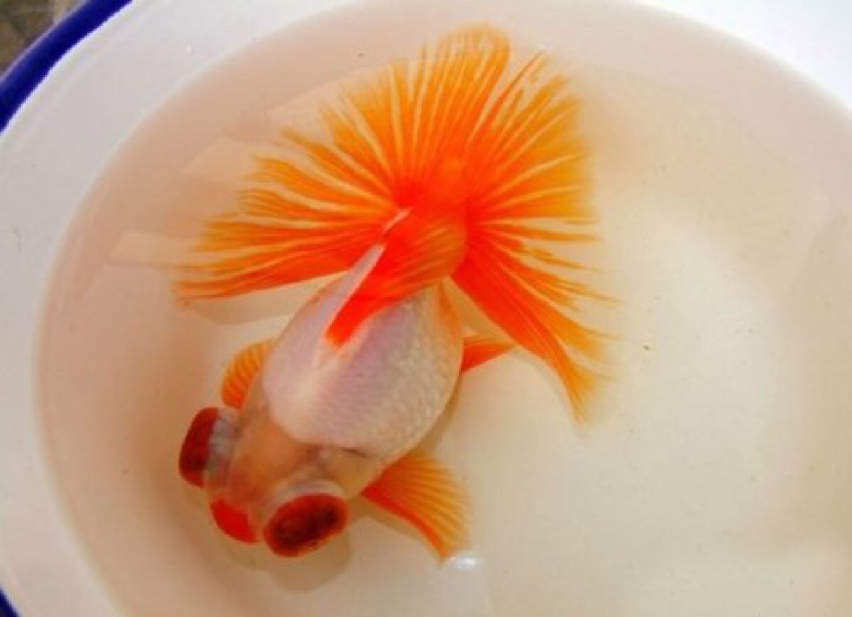 观赏鱼的种类都有哪些,观赏鱼原生品种