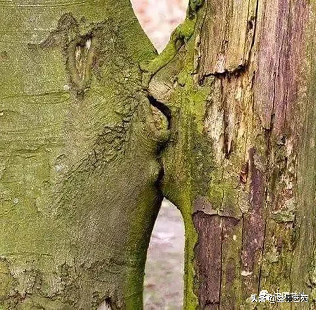 老树桩的造形特征有哪些,论述树桩盆景主要流派的艺术特点