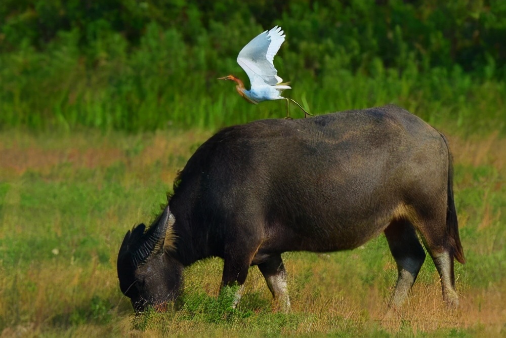 食物链蛇能被牛吃掉吗,牛为什么吃蛇