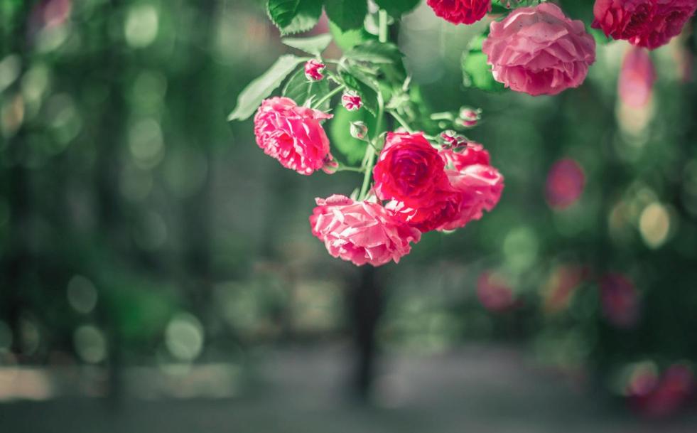 写蔷薇花的古诗词,关于蔷薇花的诗句古诗