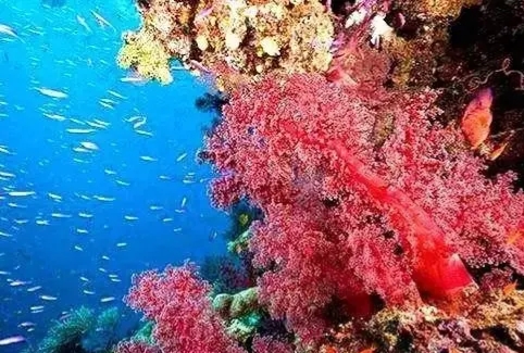 海洋的珍宝,海洋中珍贵的珊瑚