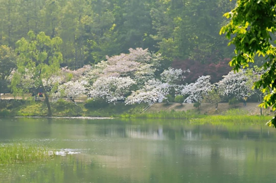 欣赏西湖的全景太美了,西湖美景实在美怎么也看不够