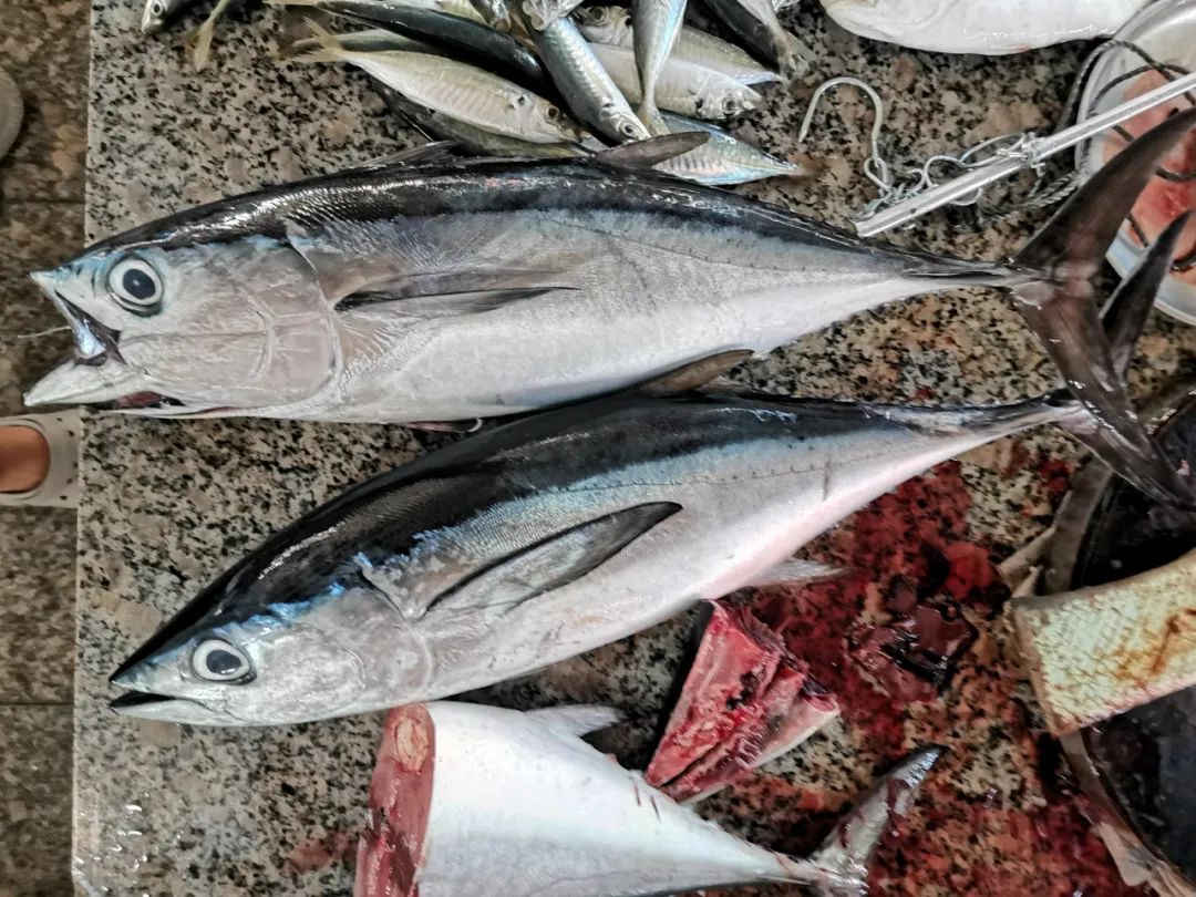 开海季都有什么海鲜,开海了这些生猛海鲜