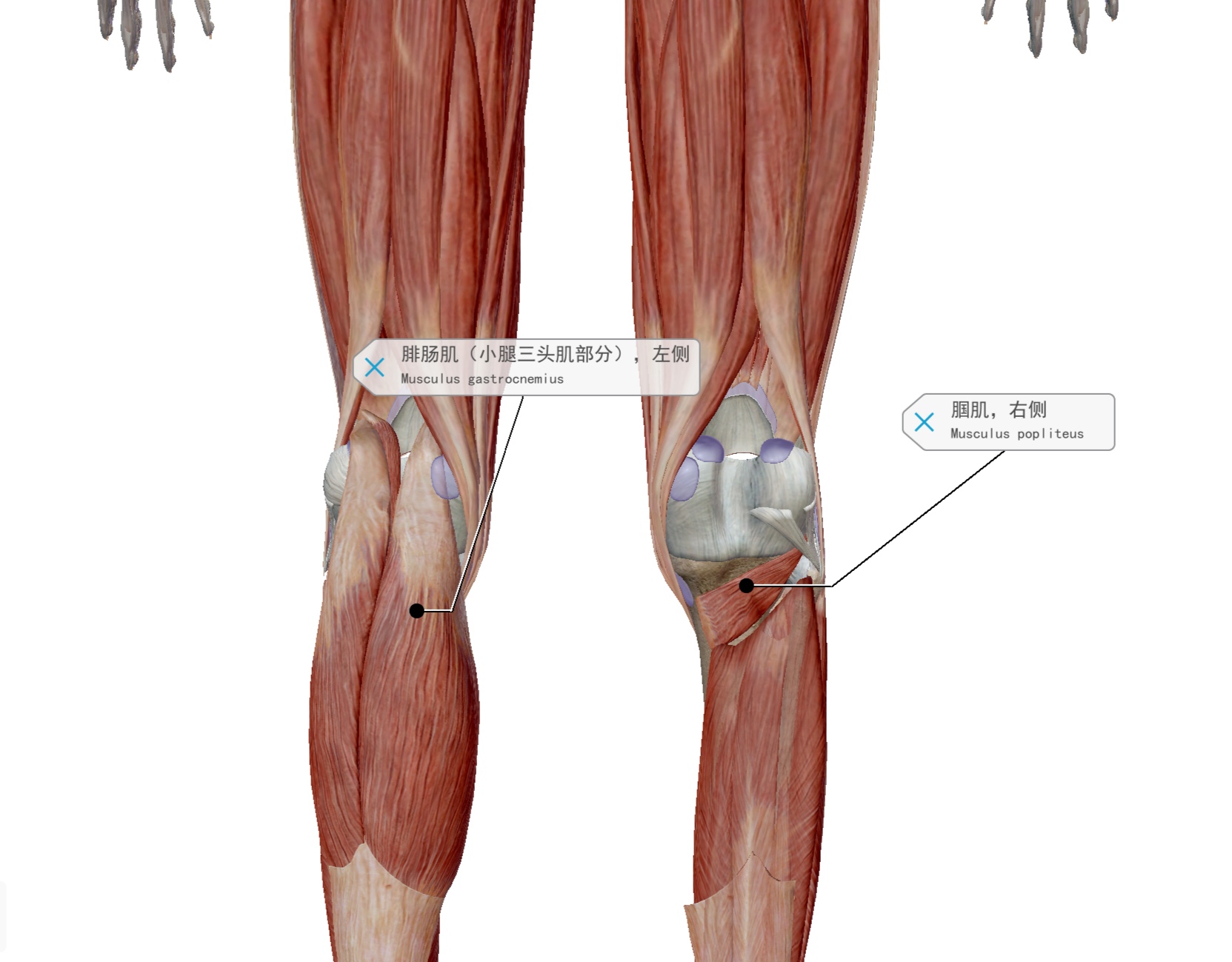 锻炼股腘肌用多少磅弹力带,跑步膝盖外侧髂胫束如何快速恢复