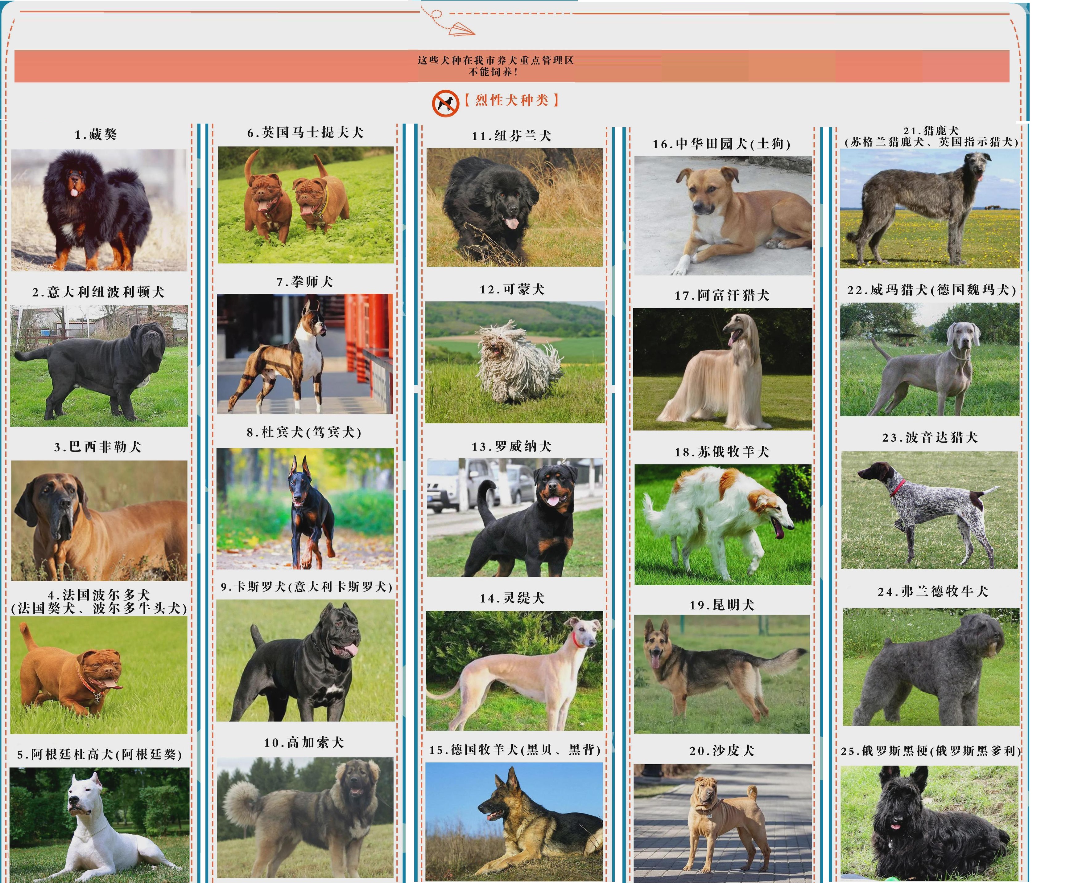 遇到恶狗攻击人如何自救,恶狗攻击人