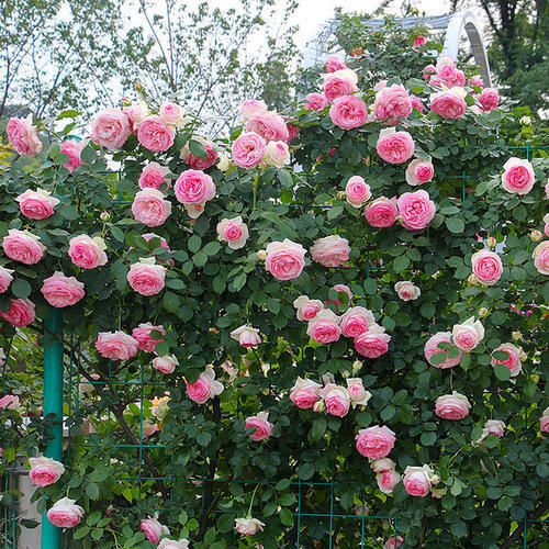 藤本月季修剪开花枝,藤本月季怎么爬墙修剪