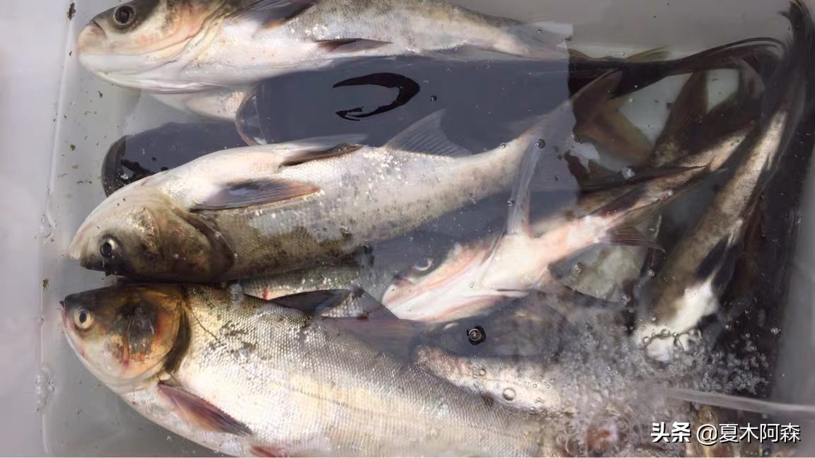 抛竿钓鲢鳙的正确方法,抛竿钓鲢鳙怎么操作