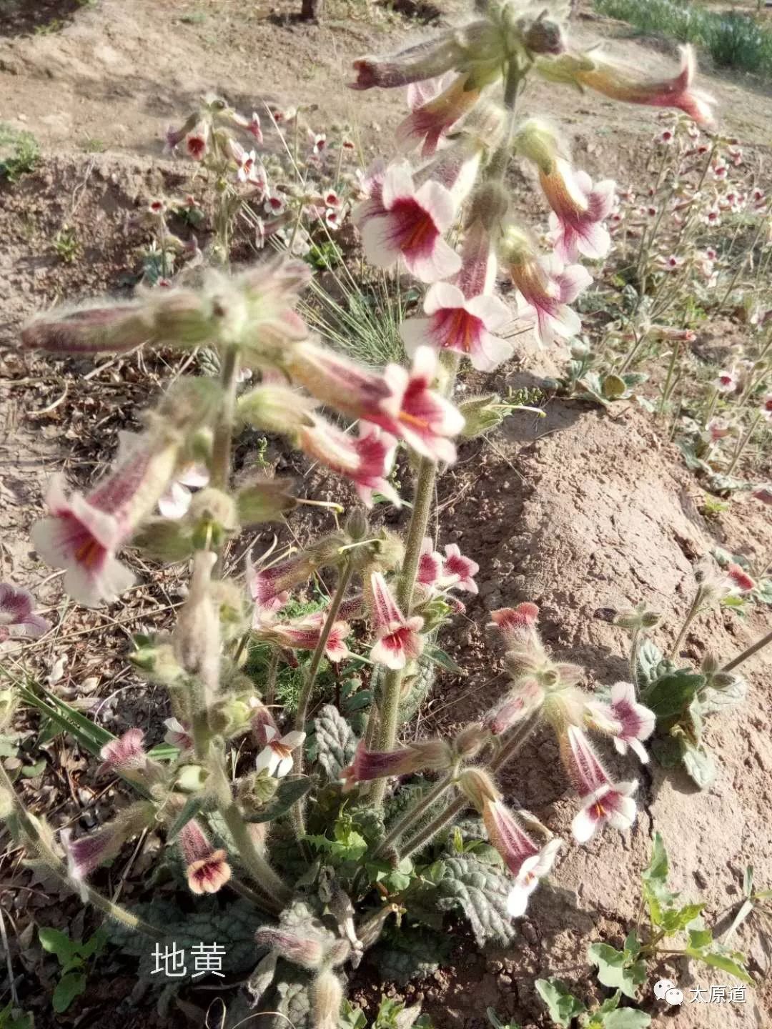 云冈石窟佛顶庙,云冈石窟顶上