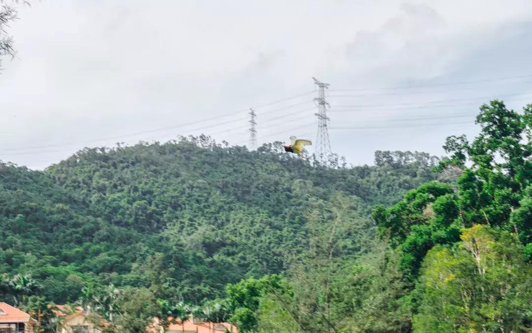 深圳银湖山游玩,深圳银湖有什么好玩的地方