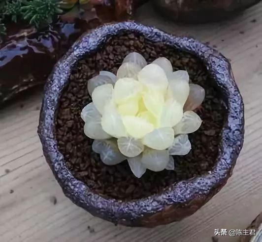 十大最贵法师多肉排行榜,玉露多肉最贵多少钱一棵