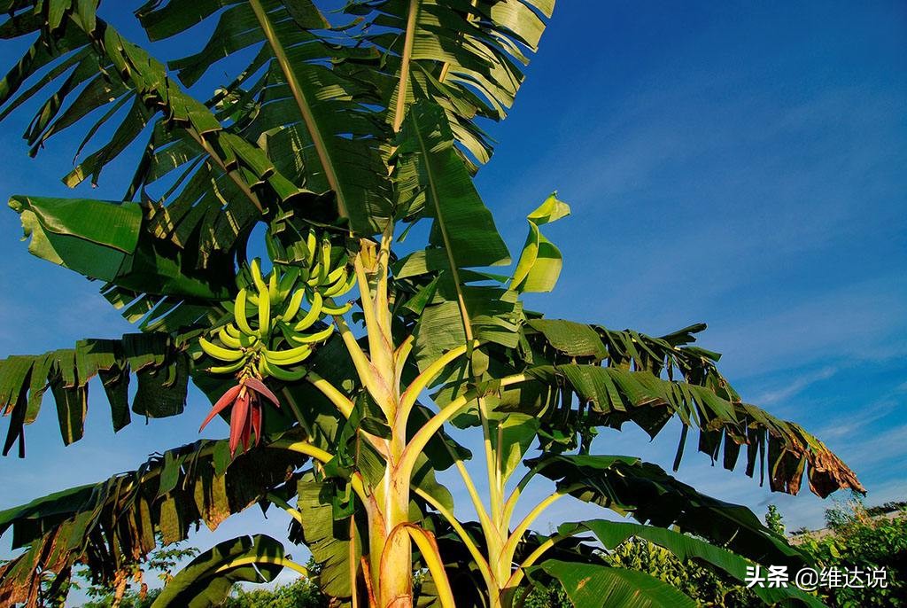 长得像香蕉树的图片,长得像香蕉但里面全是籽