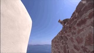 大家都在争抢猫爪杯？吸猫的最高境界，带着摄影机“猫步走天下”