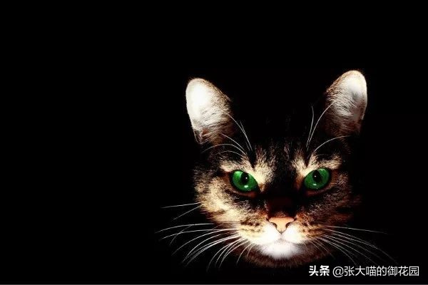 怎么解决让猫咪白天闹晚上睡觉,猫咪晚上太闹吵得休息不好怎么办