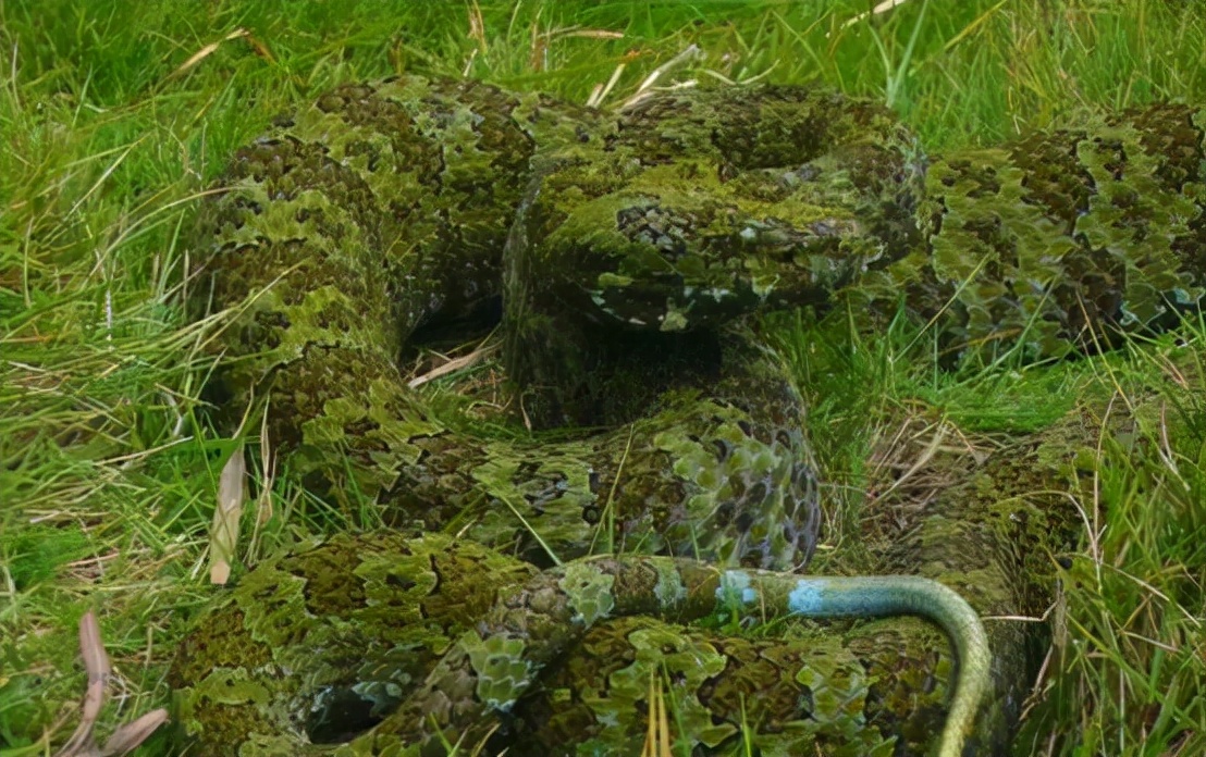 蛇中大熊猫价值,中国蛇中大熊猫