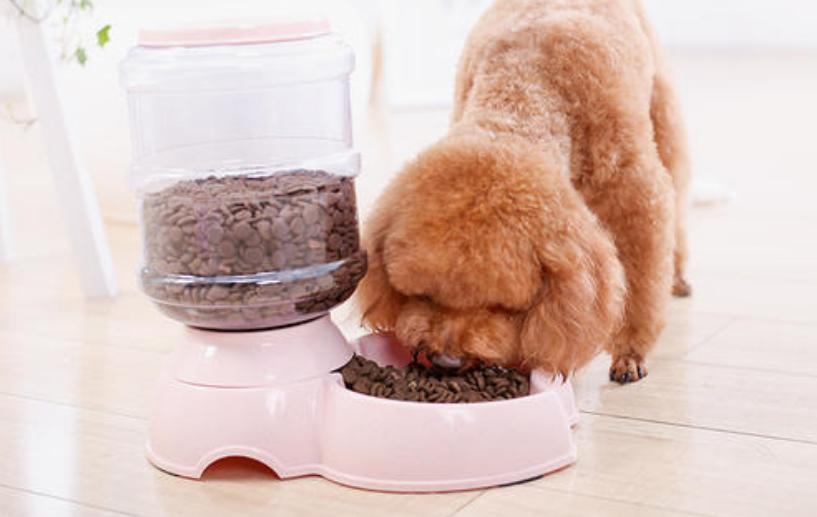 新手养狗泰迪怎么选择狗粮,新手养狗泰迪基础知识