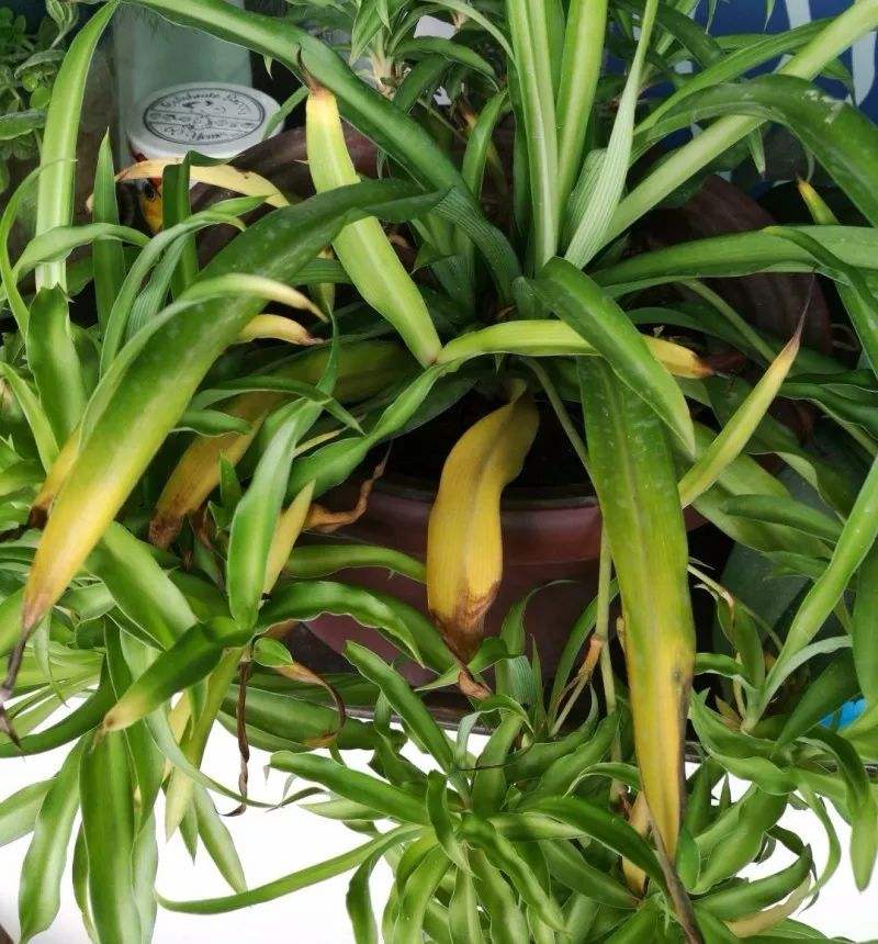 浇花不要水太多,浇花小窍门正确的浇水方法