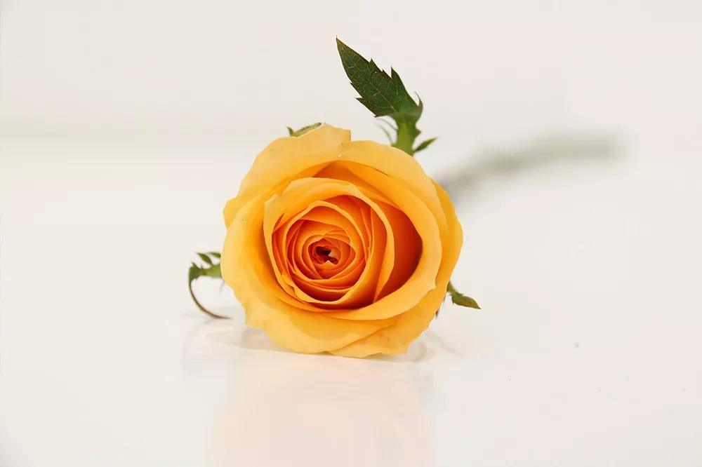 花店常用玫瑰花品种大全,一篇文章带你认识三亚40种花