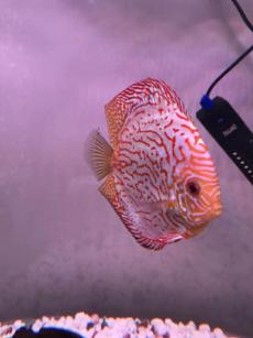 观赏鱼最怕得什么病该怎样补救,观赏鱼常见病症及应对措施