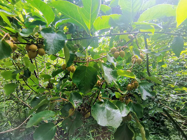 华容山水苑别墅100万,华容秀丽山水风景区