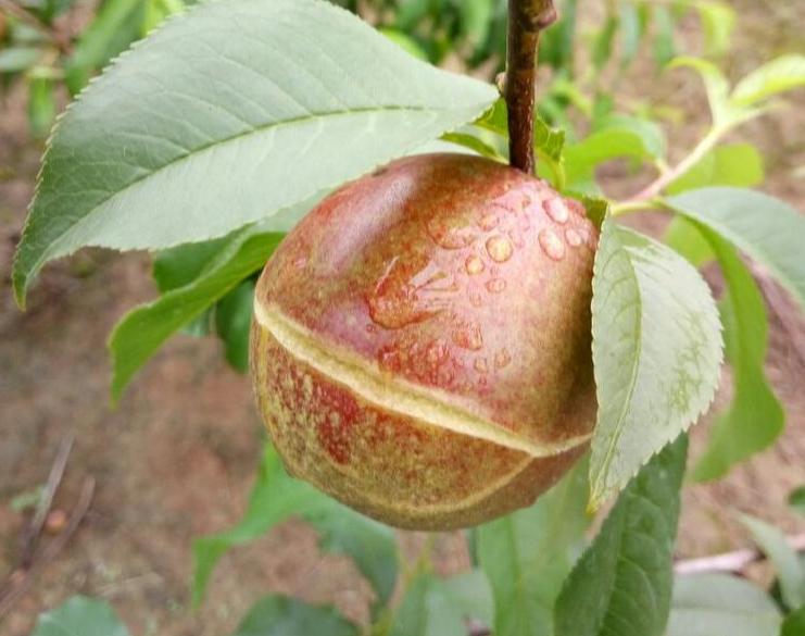 油桃幼果期裂果怎么回事,冬桃裂果最佳防治方法