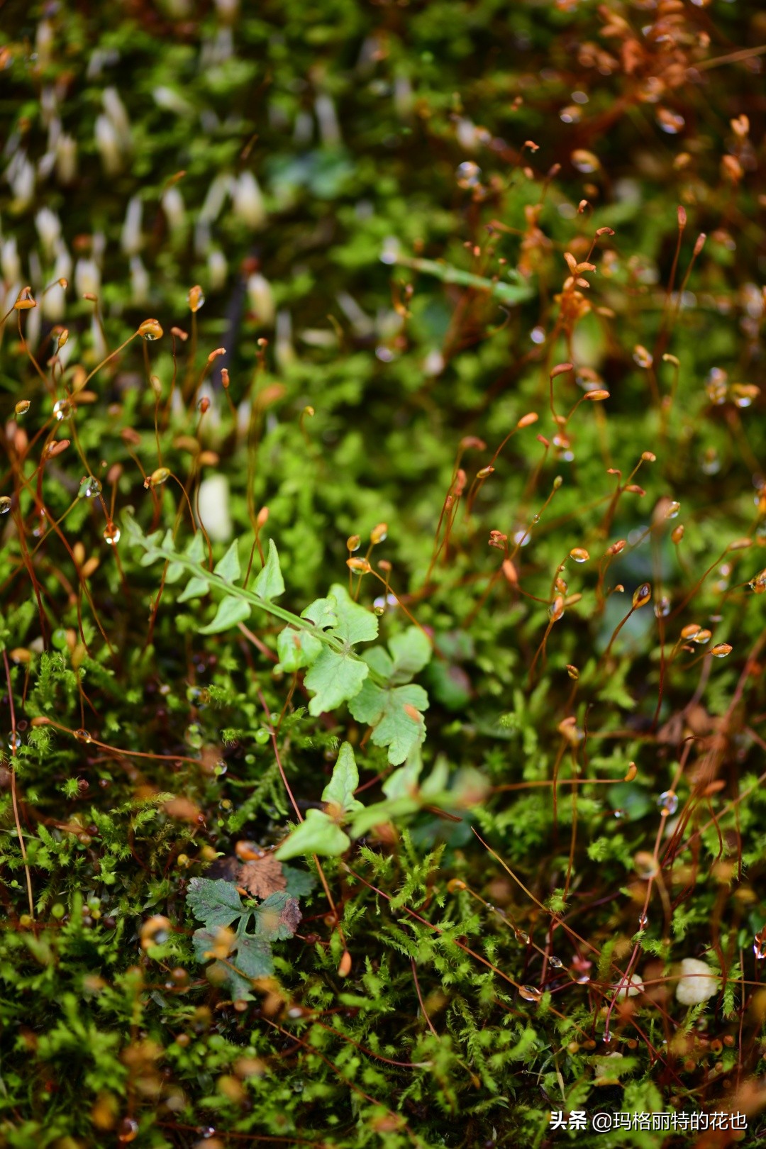 种植苔藓养护方法,苔藓怎么养护才能长得好