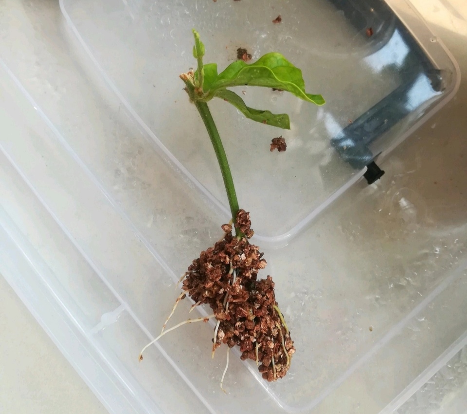 秋天扦插花苗,秋天扦插的小苗