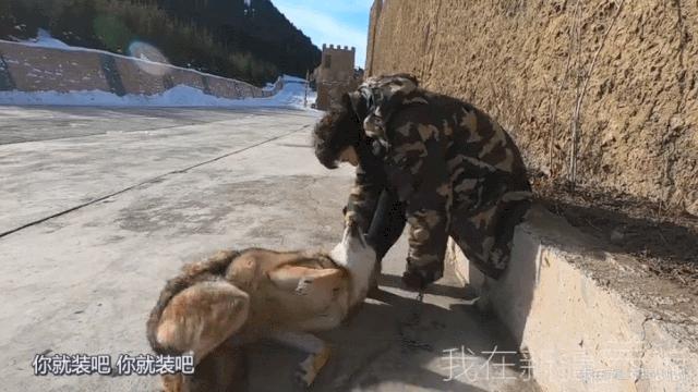 养狼disco：我在*疆新**，把狼养成了哈士奇