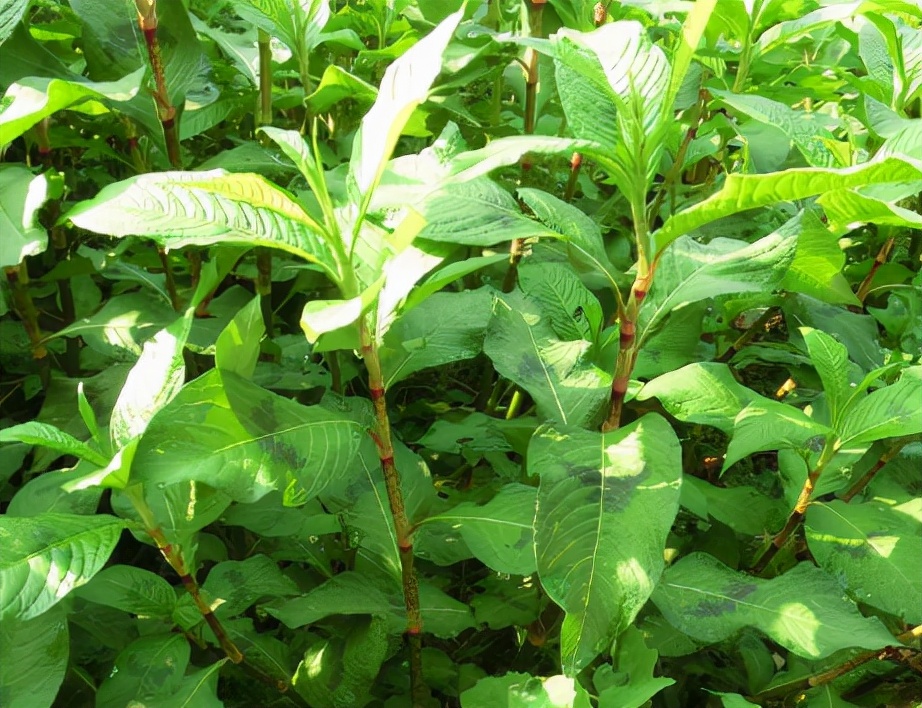 土酒曲的制作方法和用什么原材料,土酒曲白酒曲的配方和制作方法