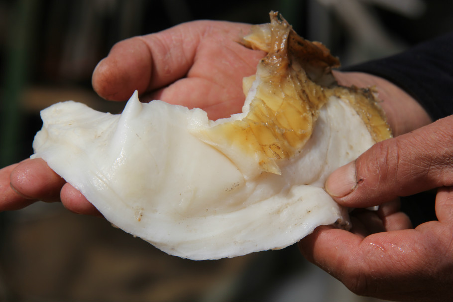 太岁的功效与作用有科学依据,吃传说中的太岁