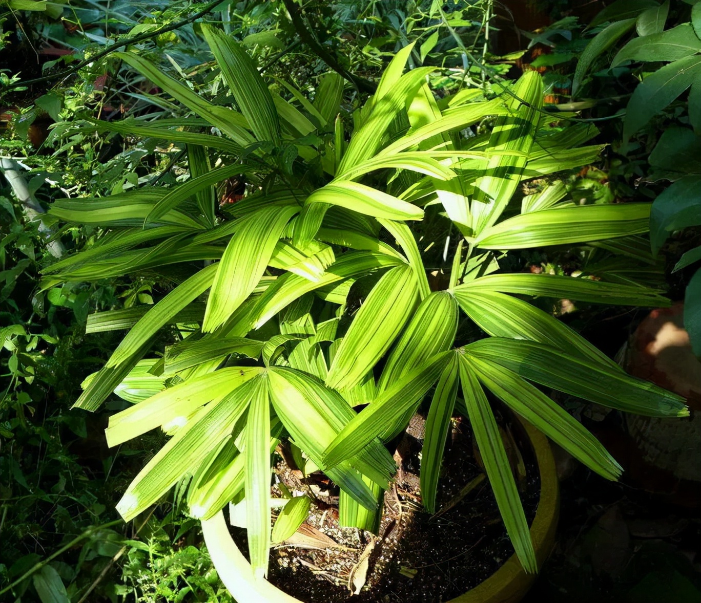 棕竹盆景造型,棕竹盆景的养法