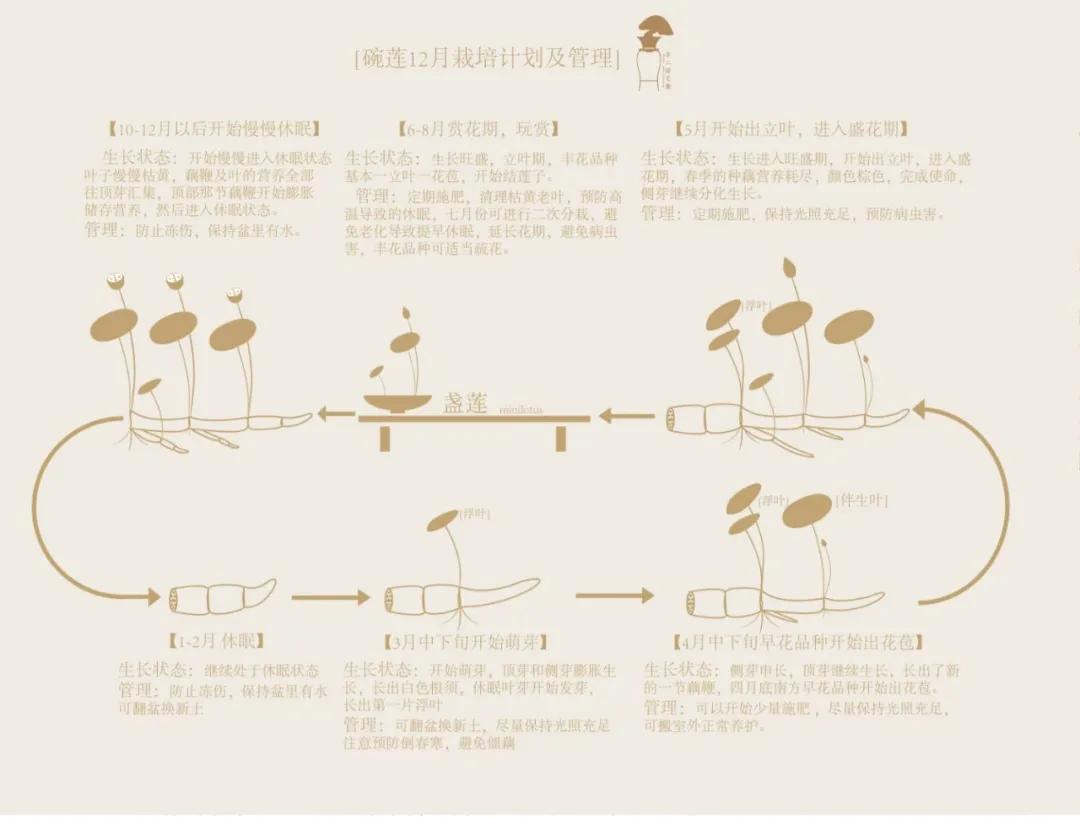 微型丰花碗莲有什么品种,微型碗莲适合种什么花