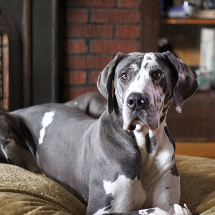 世界上最昂贵的10只狗,世界上十大最名贵的犬种附图