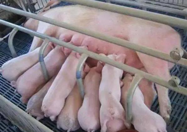 生产母猪吊针用什么针头,母猪产后消炎还可以打针吗