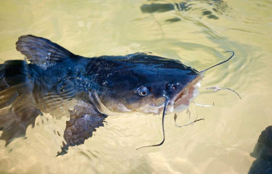 鲶鱼如何打窝垂钓,垂钓鲶鱼的技巧有哪些