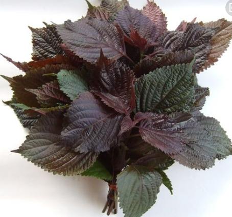 整合——28种青草药,赶快收藏备用!