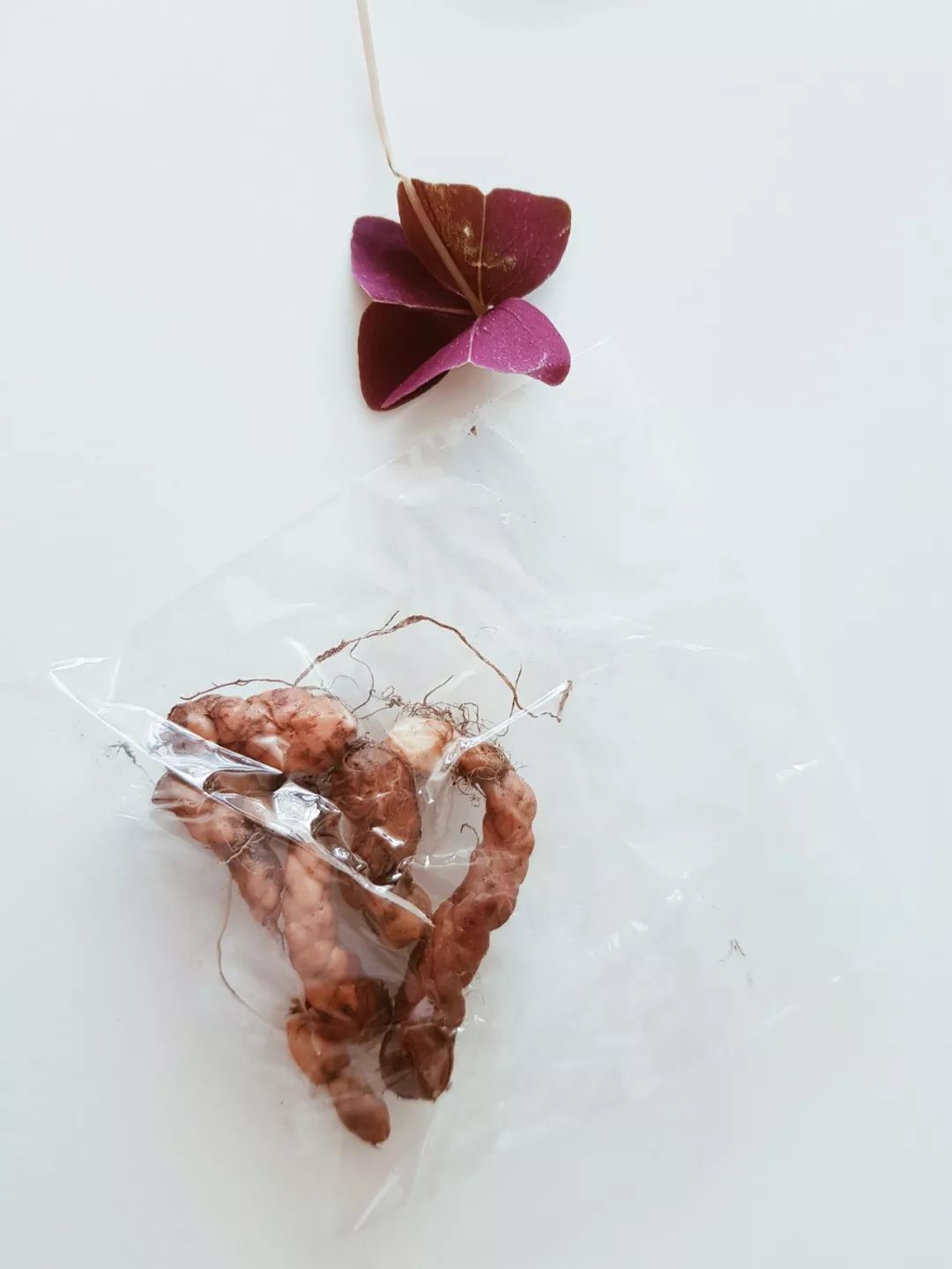 紫色幸运草怎么养才好看,紫色幸运草的盆栽方法什么季节种