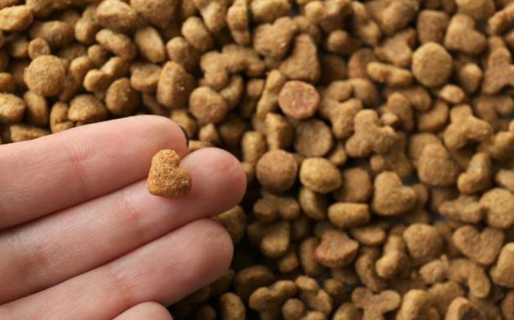 为什么德国人那么喜欢养狗,为什么很多人都喜欢养瑞士牧羊犬