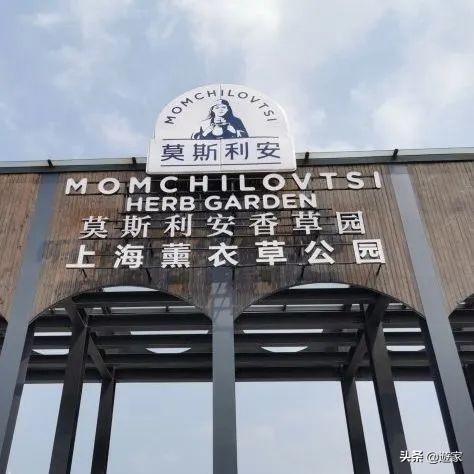 又到了薰衣草盛开的季节,上海市薰衣草花海