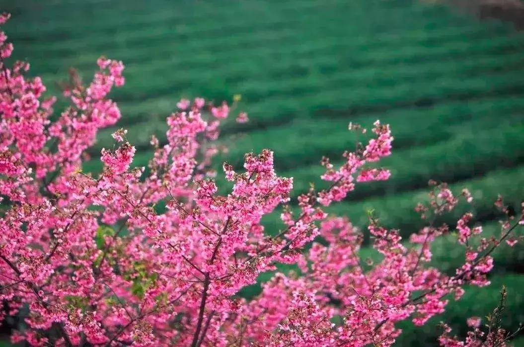 去日本观赏樱花最佳去哪个岛,去日本观赏樱花可能去什么岛