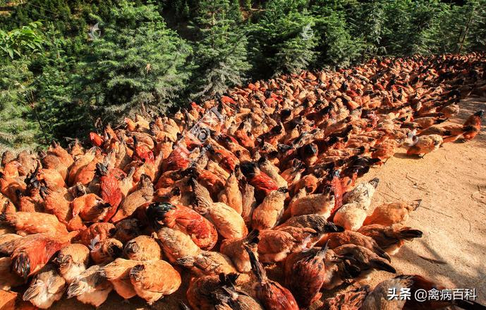 禽病学鉴别诊断,看鸡粪判断鸡病图大全