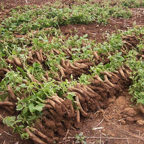 野生干葛根怎么切成片,野生葛根晒干的视频