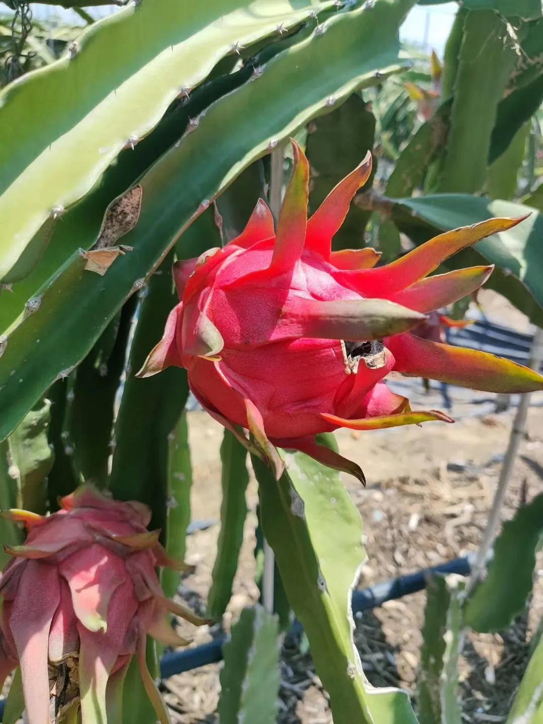 实地探秘：真稀罕，咱济南的大棚里长出成片热带水果？