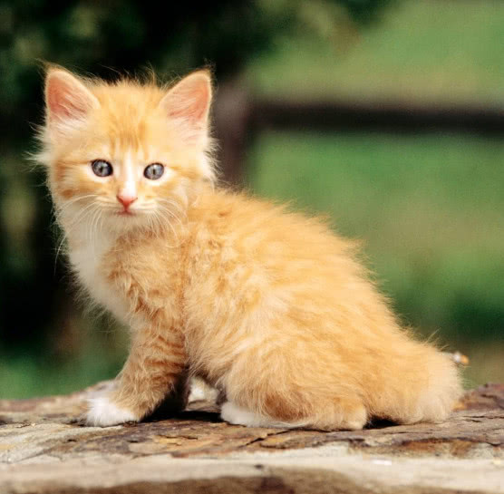 猫咪身上的猫癣是怎么引起的,猫咪身上的猫癣是什么引起的