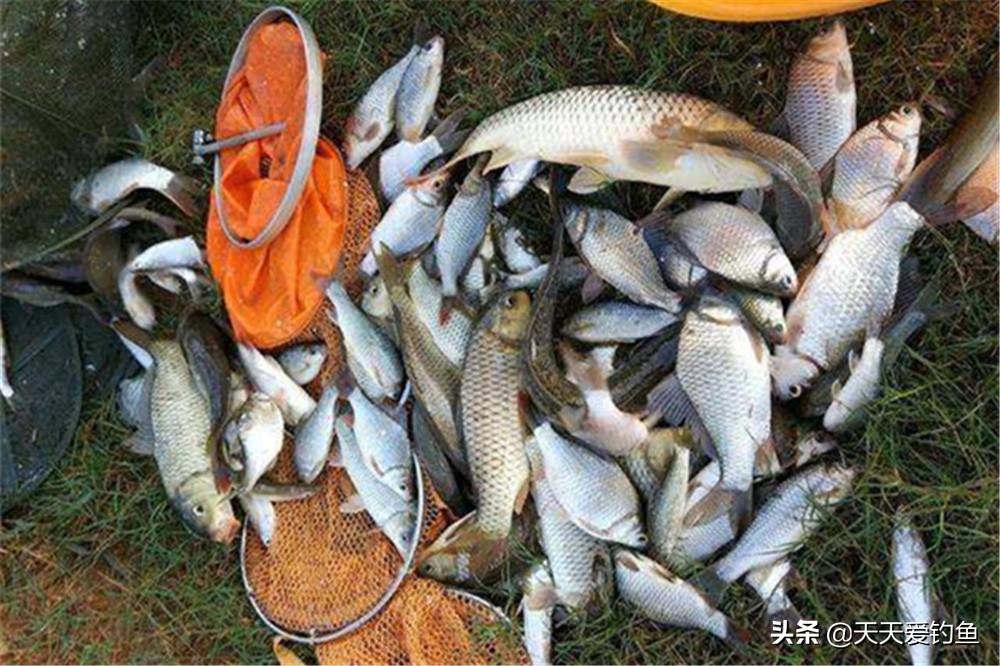 钓接口，有钓半水和钓离底之分，介绍下调漂方法和经典漂相