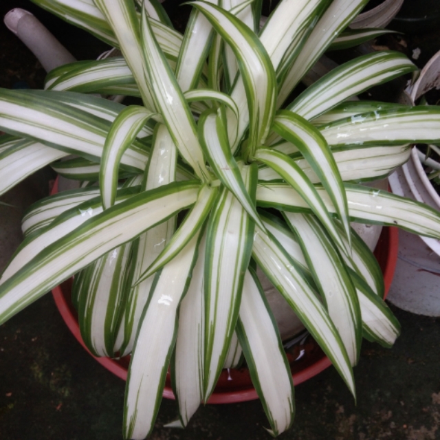 金边吊兰的金边消失,金边吊兰叶子变淡是什么原因